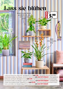 Blumen im aktuellen Moubis Pflanzenhof Prospekt (Münster) Blumen im Moubis Pflanzenhof Prospekt "Faszinierend, was Grün alles kann" mit 10 Seiten (Münster)