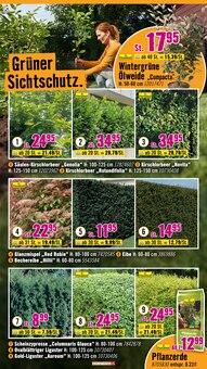 Pflanzen im Hornbach Prospekt "Du kannst es Dir vorstellen. Du kannst es auch bauen." mit 32 Seiten (Braunschweig)