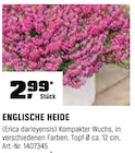 Englische Heide für 2,99 € bei OBI im Angebot Englische Heide im aktuellen OBI Prospekt