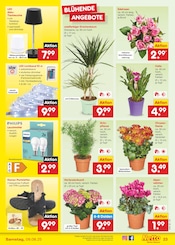 Hortensie im Netto Marken-Discount Prospekt in Halberstadt Aktueller Netto Marken-Discount Prospekt mit Hortensie, "Aktuelle Angebote", Seite 41