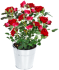 Muttertags-Arrangements für 3,99 € bei Kaufland im Angebot Muttertags-Arrangements im aktuellen Kaufland Prospekt