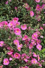 Collection de Cistes dans le catalogue Jardiland