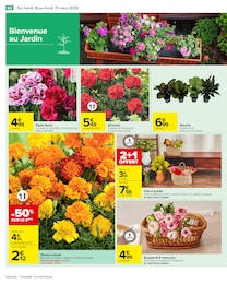 Offre Géranium dans le catalogue Carrefour du moment à la page 62