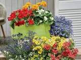Sommerblumen 9-cm-Topf Angebote bei toom Baumarkt Hürth für 0,89 €