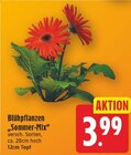 E center Bernau (Berlin) Prospekt mit  im Angebot für 3,99 €