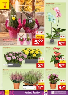 Pflanzen im aktuellen Netto Marken-Discount Prospekt (Aachen) Pflanzen im Netto Marken-Discount Prospekt "Aktuelle Angebote" mit 70 Seiten (Aachen)