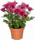 Chrysanthemen Angebote bei Netto Marken-Discount Erfurt für 1,79 €