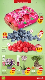 Blumenampel Angebot & Preis im aktuellen Penny Prospekt Blumenampel Angebot im aktuellen Penny Prospekt auf Seite 3