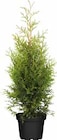 Lebensbaum "Brabant" Angebote von Thuja Occ. bei OBI Wuppertal für 5,99 €