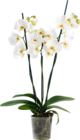 ORCHIDÉE 3 BRANCHES - SANS MARQUE en promo chez Auchan Hypermarché Poitiers à 12,49 €