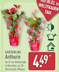 Anthurie von Gardenline im aktuellen ALDI Nord Prospekt für 4,49 €