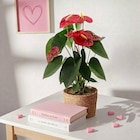 Carrefour Gennevilliers - Promo Anthurium royal Promo Anthurium royal à 5,99 € dans le catalogue Carrefour à Gennevilliers