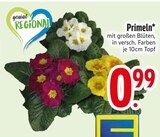 Primeln  im aktuellen EDEKA Prospekt für 0,99 €