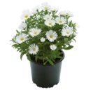 Glattblatt-Aster im aktuellen Prospekt bei ROSENGUT Langerwisch in Linthe