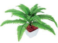Fougère persian grass 35 cm - Office DEPOT à Clamart Fougère persian grass 35 cm en promo chez Office DEPOT Clamart à 18,59 €