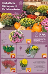 Stiefmütterchen Angebot & Preis im aktuellen REWE Prospekt Stiefmütterchen Angebot im aktuellen REWE Prospekt auf Seite 14