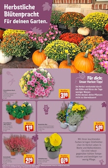 Stiefmütterchen im aktuellen REWE Prospekt (Berlin) Stiefmütterchen im REWE Prospekt "Dein Markt" mit 38 Seiten (Berlin)