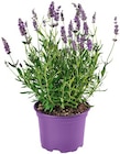 Lavendel im aktuellen REWE Prospekt für 1,39 €