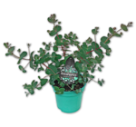 Eukalyptus im Penny Prospekt Eukalyptus von im aktuellen Penny Prospekt für 2,49 €