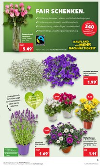 Zimmerpflanzen im aktuellen Kaufland Prospekt (Essen) Zimmerpflanzen im Kaufland Prospekt "Aktuelle Angebote" mit 60 Seiten (Essen)
