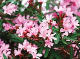 Laurier rose - LaMaison.fr à Tours Laurier rose en promo chez LaMaison.fr Tours à 22,95 €