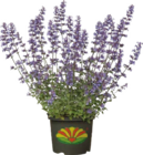 Katzenminze (Nepeta faassenii) für 9,99 € bei Globus-Baumarkt im Angebot Katzenminze (Nepeta faassenii) im aktuellen Globus-Baumarkt Prospekt