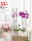 Orchidée 2 Tiges - U Express à Nice Orchidée 2 Tiges en promo chez U Express Nice à 11,99 €