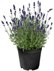 Lavendel für 1,99 € bei Penny im Angebot Lavendel im aktuellen Penny Prospekt