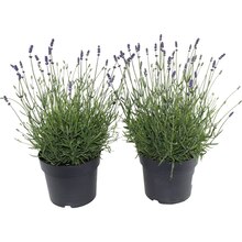 OBI Lavendel sämling Topf-Ø ca. 13 cm Lavandula angustifolia Angebot in Leuna im aktuellen Prospekt bei OBI in Leuna