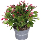 Schlumbergera "cactus de Noël" en promo chez Carrefour Schlumbergera "cactus de Noël" dans le catalogue Carrefour