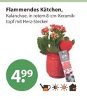 Flammendes Käthchen von  im aktuellen V-Markt Prospekt für 4,99 €