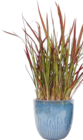 Gräser Mix Angebote von FloraSelf bei Hornbach Bremen für 17,95 €