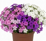 XL-Phlox-Trio Staude Angebote bei Wreesmann Stade für 5,99 €