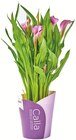Zantedeschia (Arum Calla) en promo à 11,99 € chez Colruyt Zantedeschia (Arum Calla) dans le catalogue Colruyt