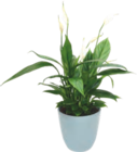 Plante Exotique - GARDENLINE - Aldi Plante Exotique - GARDENLINE à 4,49 € dans le catalogue Aldi