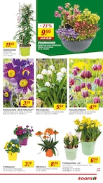 Blumenzwiebeln Angebot im aktuellen toom Baumarkt Prospekt auf Seite 9