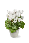 Aktuelles Alpenveilchen Angebot bei Kaufland in Köln ab 2,99 €