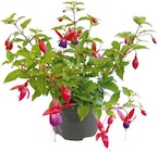 Fuchsie für 3,59 € bei Hellweg im Angebot Fuchsie im aktuellen Hellweg Prospekt