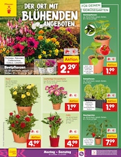 Pflanzen im Netto Marken-Discount Prospekt in Straubing Aktueller Netto Marken-Discount Prospekt mit Pflanzen, "Aktuelle Angebote", Seite 14
