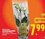 Schmetterlingsorchidee von EDEKA Regional für 7,99 € bei EDEKA im Angebot Schmetterlingsorchidee von EDEKA Regional im aktuellen EDEKA Prospekt
