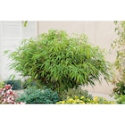 Bambou Fargesia "Rufa" - Carrefour à Asnières-sur-Seine Bambou Fargesia "Rufa" en promo chez Carrefour Asnières-sur-Seine à 11,99 €