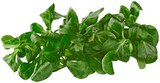 Feldsalat Angebote bei REWE Zwickau für 0,99 €