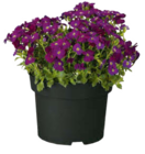 Frühjahrsstauden bei Hagebaumarkt im Dachau Prospekt für 2,49 €