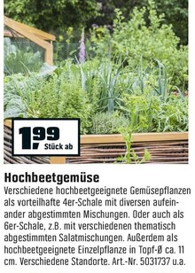 Hochbeetgemüse bei OBI in Gelsenkirchen Hochbeetgemüse im Angebot bei OBI Gelsenkirchen für 1,99 €