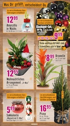 Hornbach Amaryllis im Prospekt Hornbach Amaryllis im Prospekt