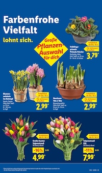 Tulpen im aktuellen Lidl Prospekt (Bremen) Tulpen im Lidl Prospekt "LIDL LOHNT SICH" mit 66 Seiten (Bremen)