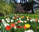 Tulpenblüte im Piemont - Turin Angebote bei ASTL-Reisen Rosenheim für 639,00 €