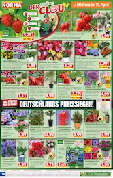 Paprikapflanze Angebot im aktuellen Norma Prospekt auf Seite 16