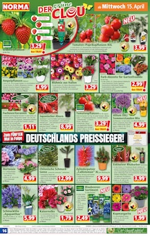 Geranien im Norma Prospekt "Mehr fürs Geld" mit 21 Seiten (Magdeburg)