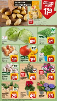 Hortensie im aktuellen REWE Prospekt (Trier) Hortensie im REWE Prospekt "Dein Markt" mit 18 Seiten (Trier)